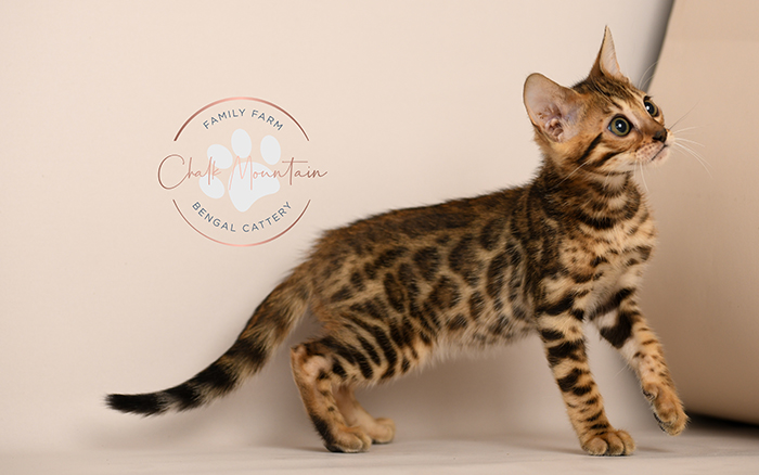 Bengal kitten for sale